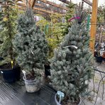 Smrek pichľavý (Picea pungens) ´ISELI FASTIGIATE´ - výška 130-150 cm, kont. C35L